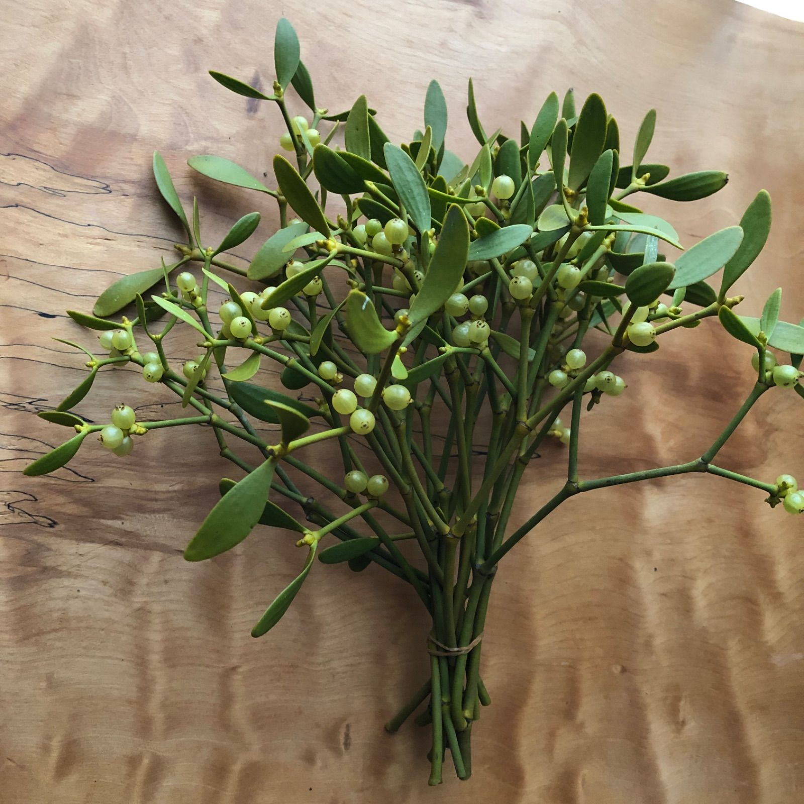 人気の福袋 同梱不可 新品 未使用 ヤドリギ 植物 観葉植物 Www 10cosedafare It Www 10cosedafare It 人気の福袋 同梱不可 新品 未使用 ヤドリギ 植物 観葉植物 Www 10cosedafare It Www 10cosedafare It