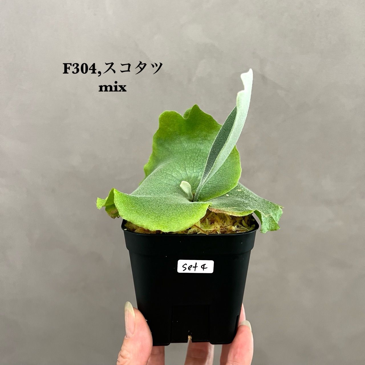 ビカクシダ7株セット安心サイズ胞子培養 ① Yahoo!オークション - ビカクシダ 胞子培養 スタートアップ