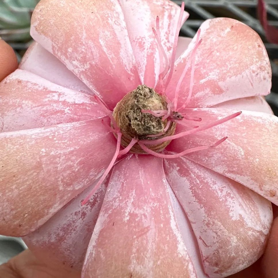 ピンキールミ② 【現品】エケベリア 多肉植物 カット苗 - メルカリ