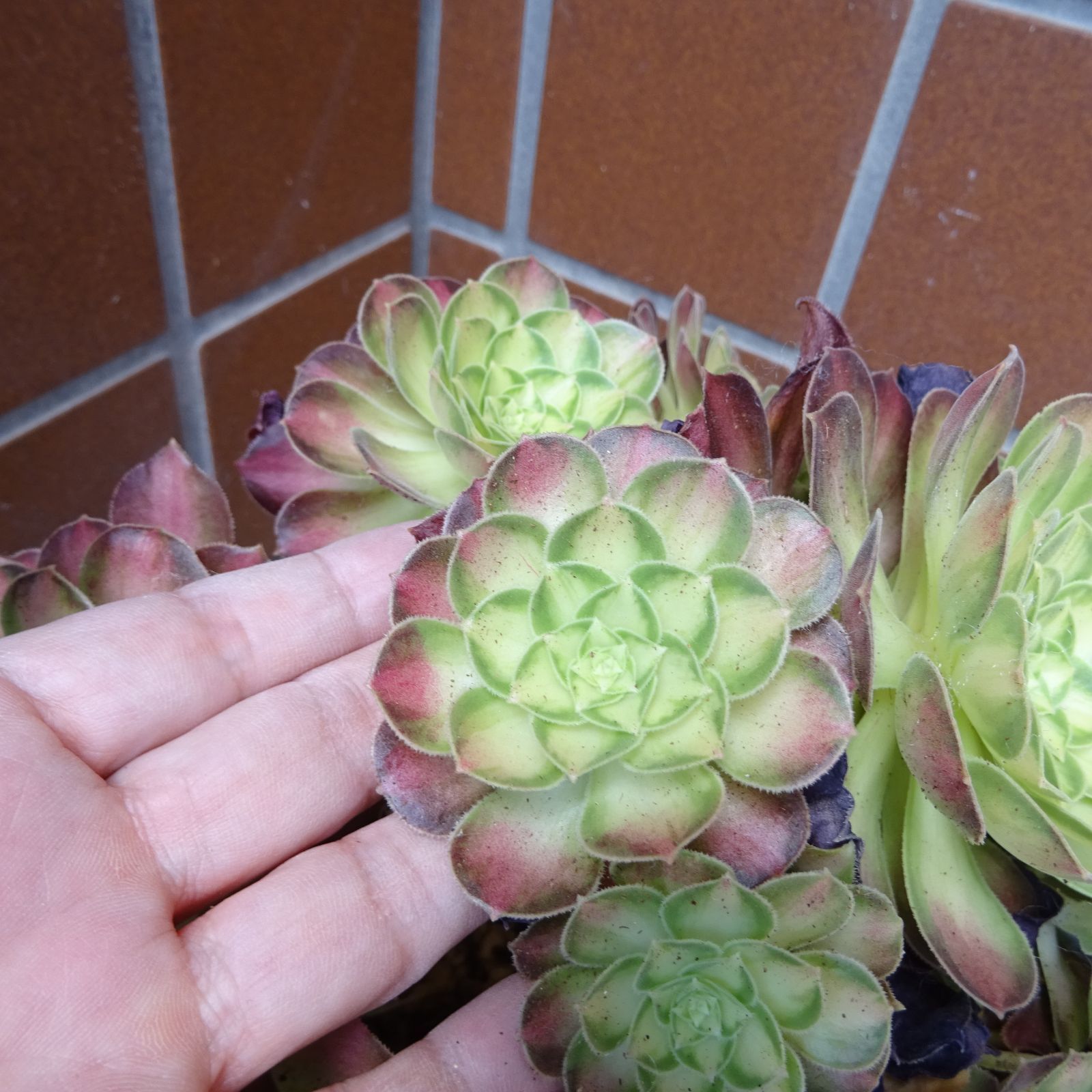 新入荷 韓国苗】アエオニウム・小花錦 レア！ - メルカリ