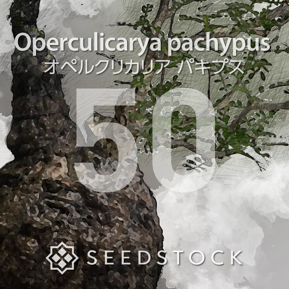 2月入荷 20粒 オペルクリカリア パキプス 種子 種 種証明書あり2307 種子] オペルクリカリア パキプス Operculicarya pachypusの商品
