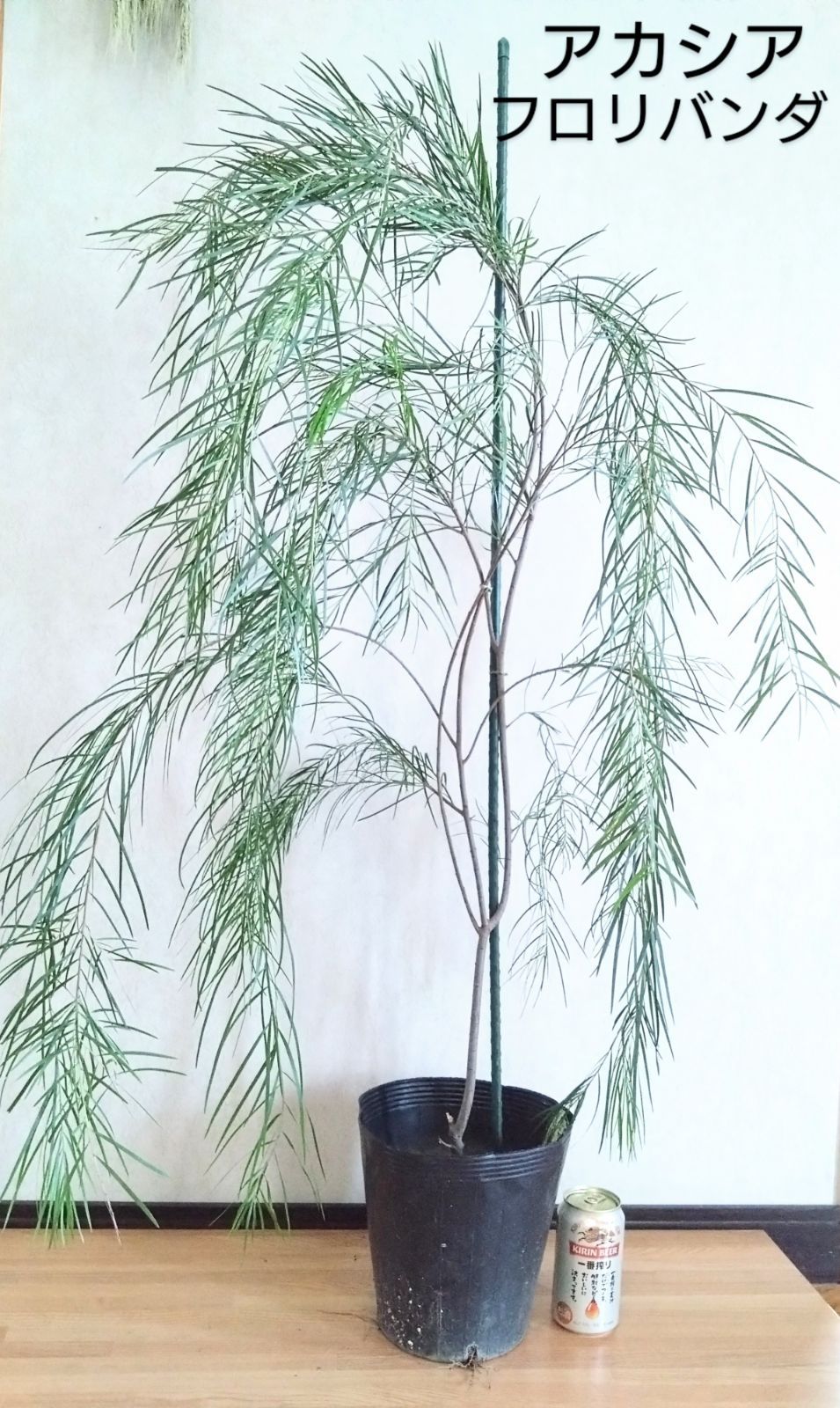 アカシア　フロリバンダ　　/796 アカシア フロリバンダ /796 【公式通販】