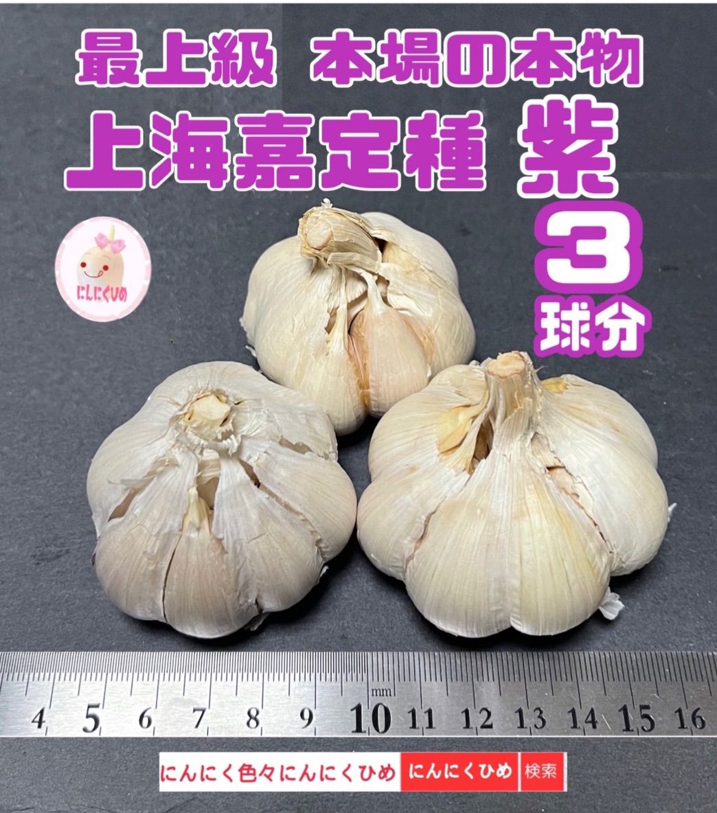 希少 平戸種 15燐片(粒) 暖地用 種ニンニク にんにく 即発送 にんにくひめ