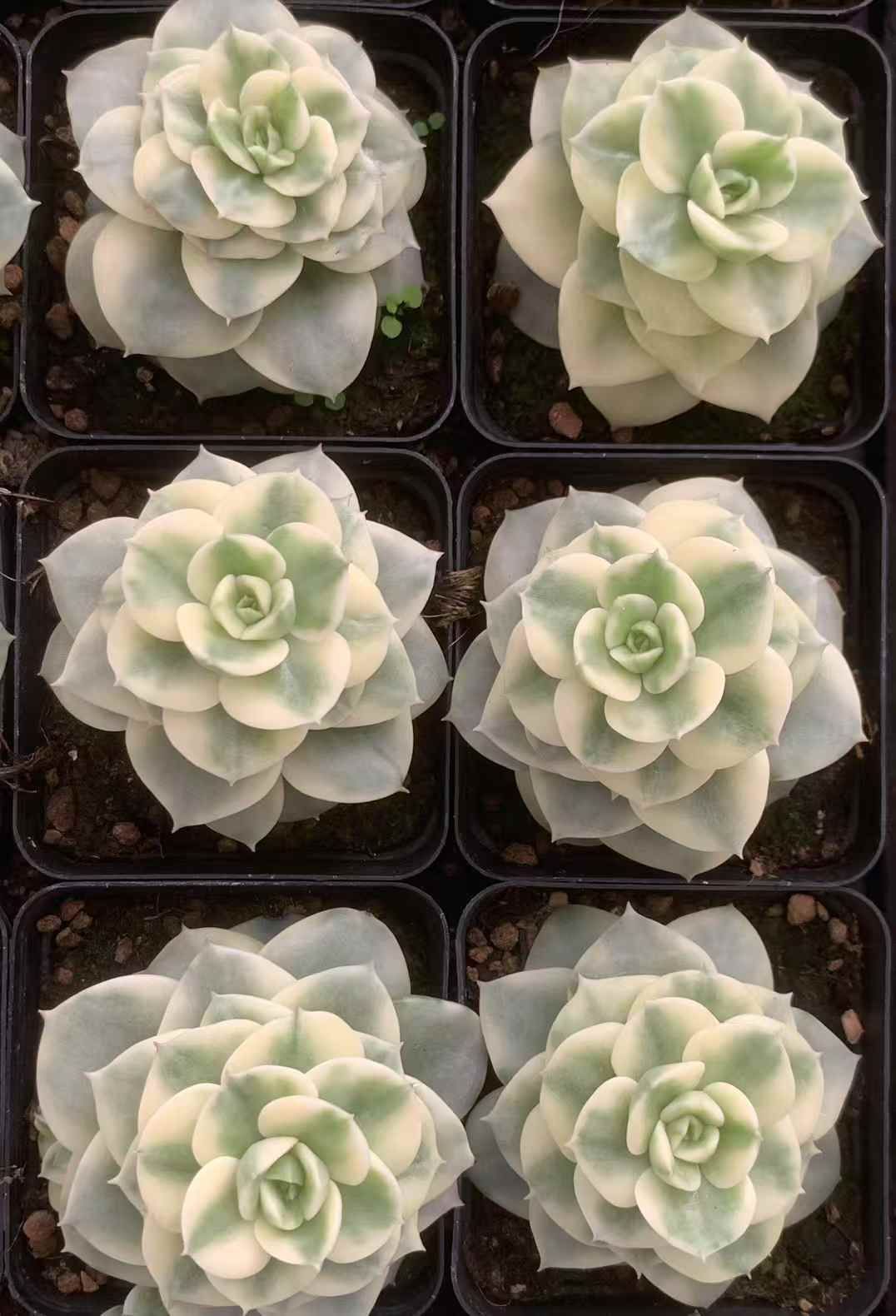 54株の抜き苗セット ローリー錦 多肉植物 佐川急便発送 エケベリア 韓国苗 LX47 WWW_GEBZETESISAT_COM_TR