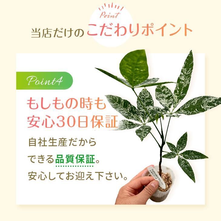 パキラ ミルキーウェイ」実生苗 斑入り 』2.5号ポット鉢 希少
