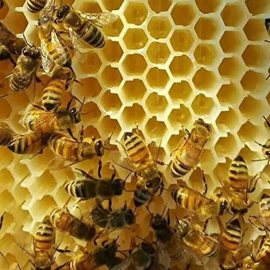 蜜蜂飼育