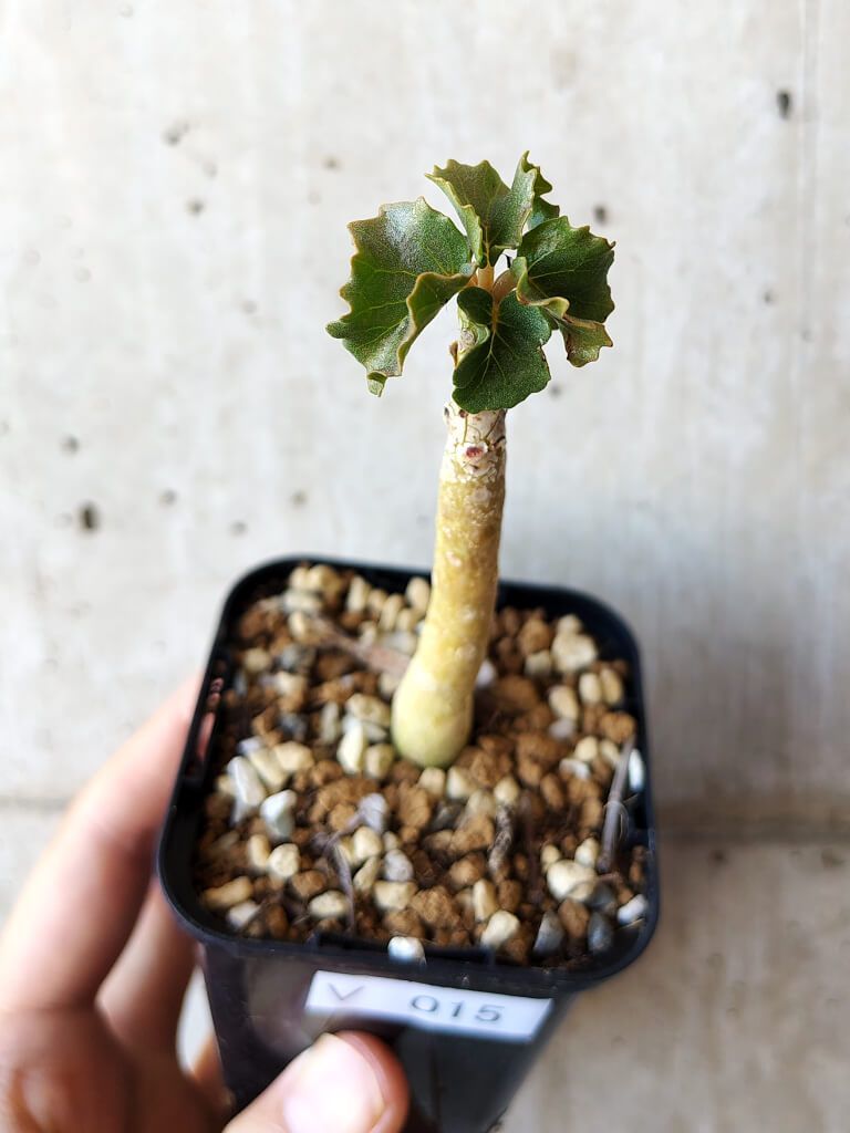 ドリステニア　ジプソフィラ Dorstenia gypsophila×horwoodii