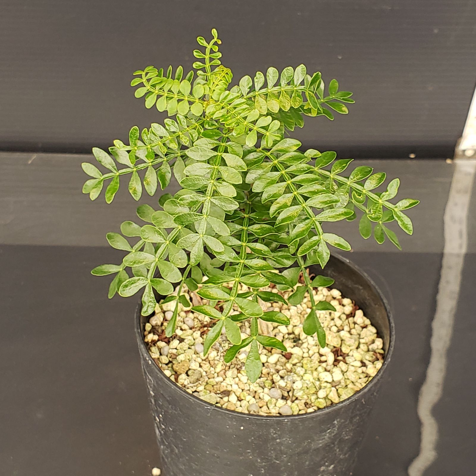 オペルクリカリア パキプス 実生　塊根植物 オペルクリカリアパキプスの実生に挑戦しました！① -趣味の園芸
