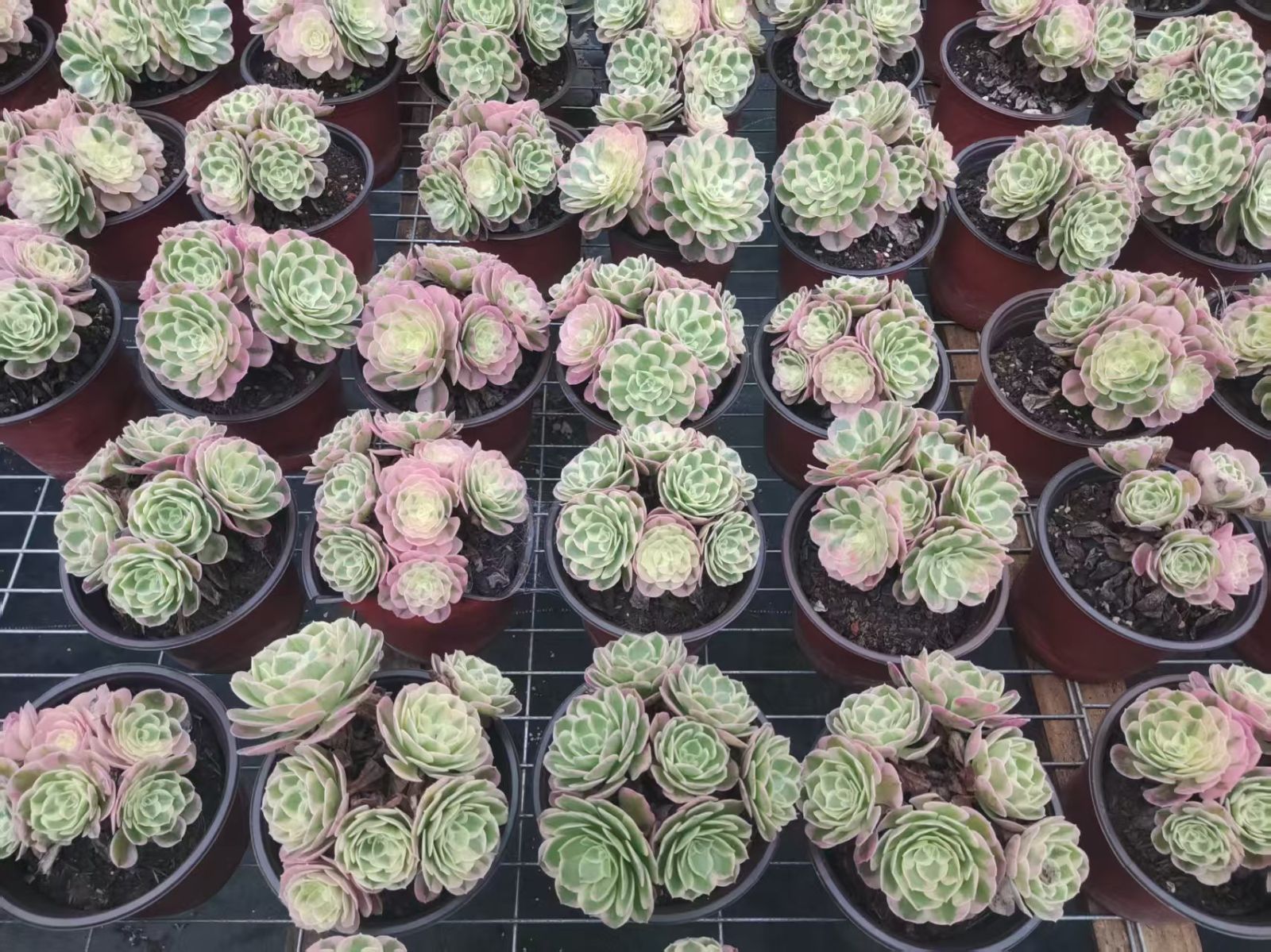 15株の抜き苗セット】粉玉錦 多肉植物 佐川急便発送 エケベリア