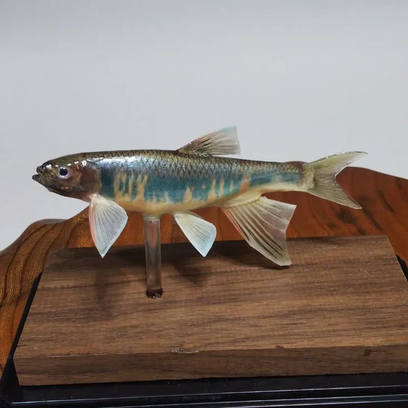 オイカワ雄の剥製 - メルカリ