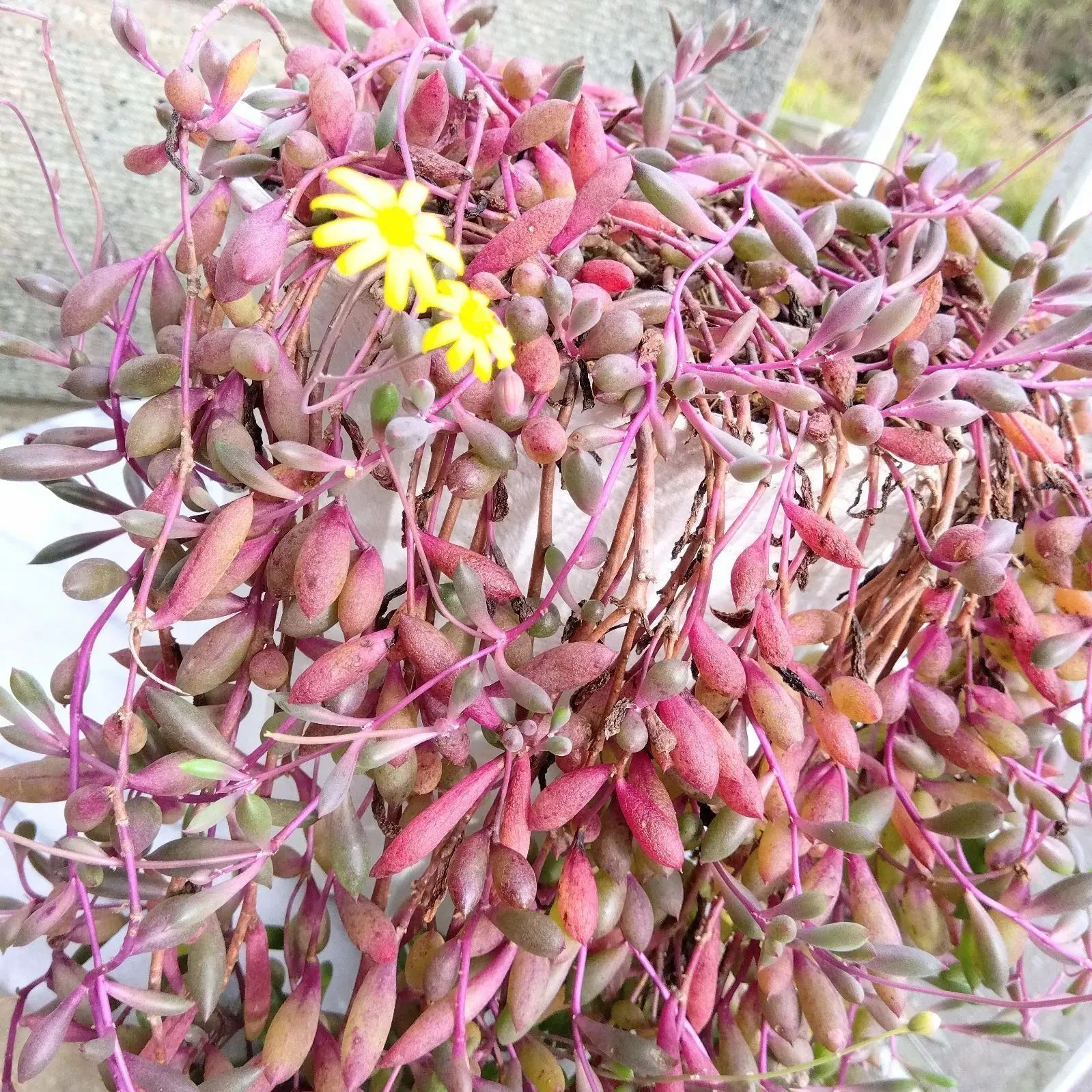 ゆりあ様専用〜Ｔ2【そのまま飾れる多肉植物】鉢付き！ルビー