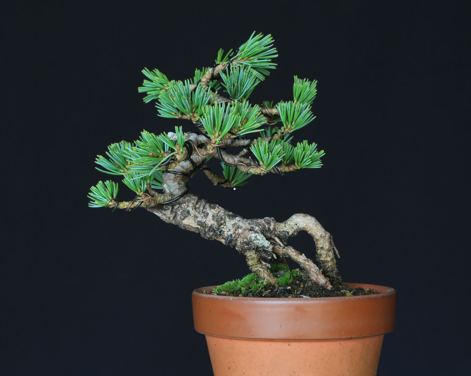 吾妻五葉松 松国宝 ショウコクホウ ミニ盆栽 小品盆栽 泰寿園 Online 現品 接ぎ木 松 盆栽 五葉松 松柏 室内 鑑賞 趣味 卓上盆栽 盆栽鉢 グリーン 和 ギフト プレゼント 誕生日 母の日 父の日 敬老の日 お祝い 記念日 1 YUZUMIYA_COM