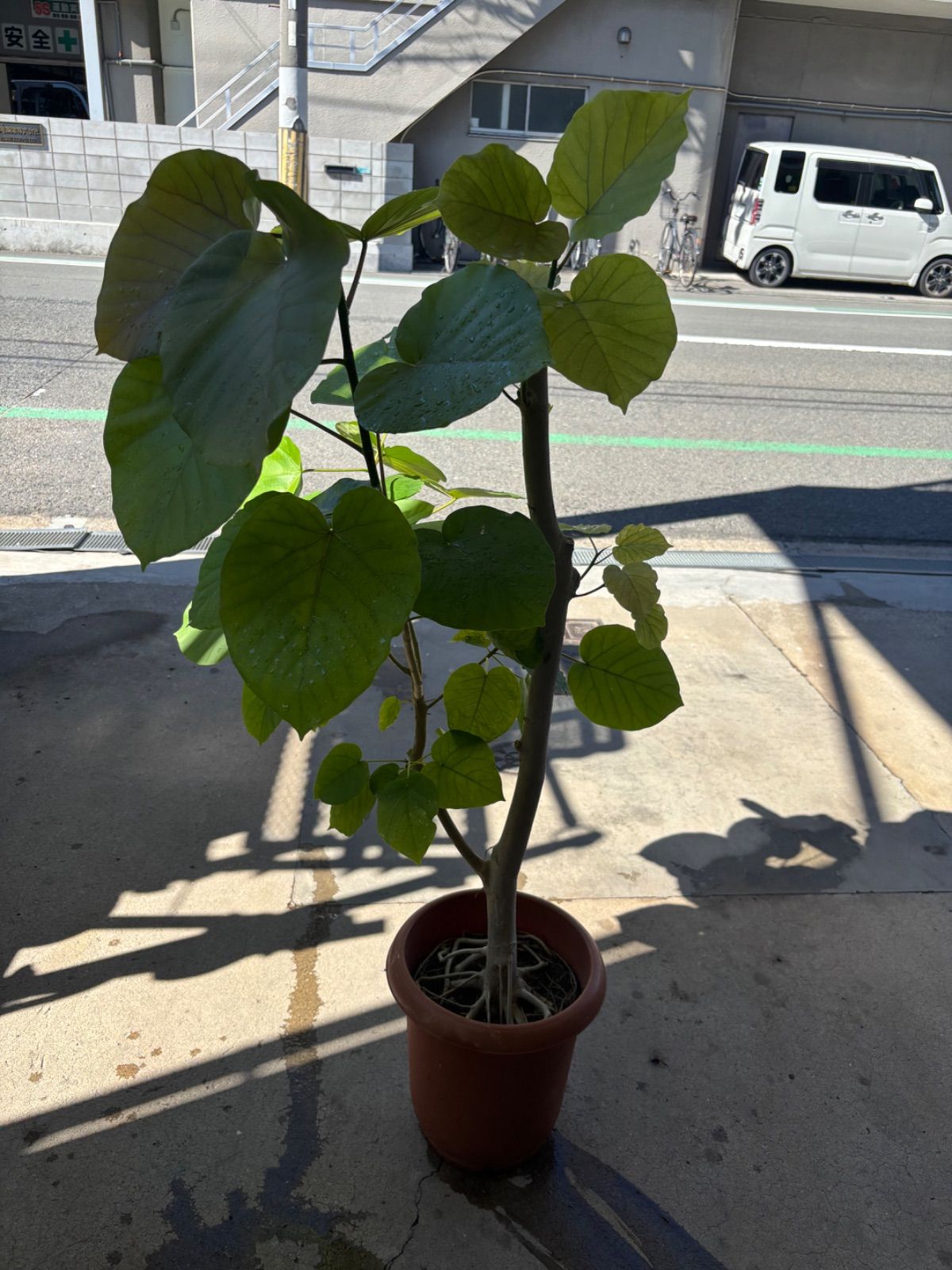 フィカス ハート型 葉 黒鉢 フィカス ハート型 葉 黒鉢