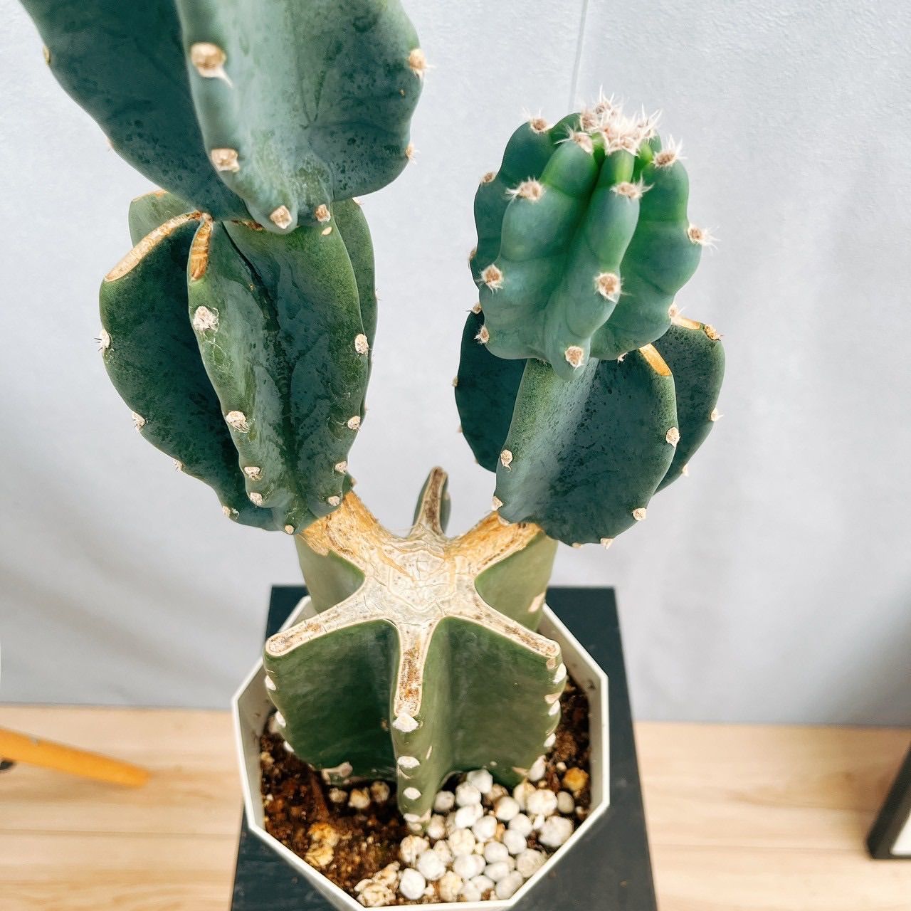 早い者勝ち特別価格　柱サボテン 鬼面角　5頭発根　サボテンブランチ　メキシコ 早い者勝ち特別価格 柱サボテン 鬼面角 5頭発根 サボテンブランチ メキシコ