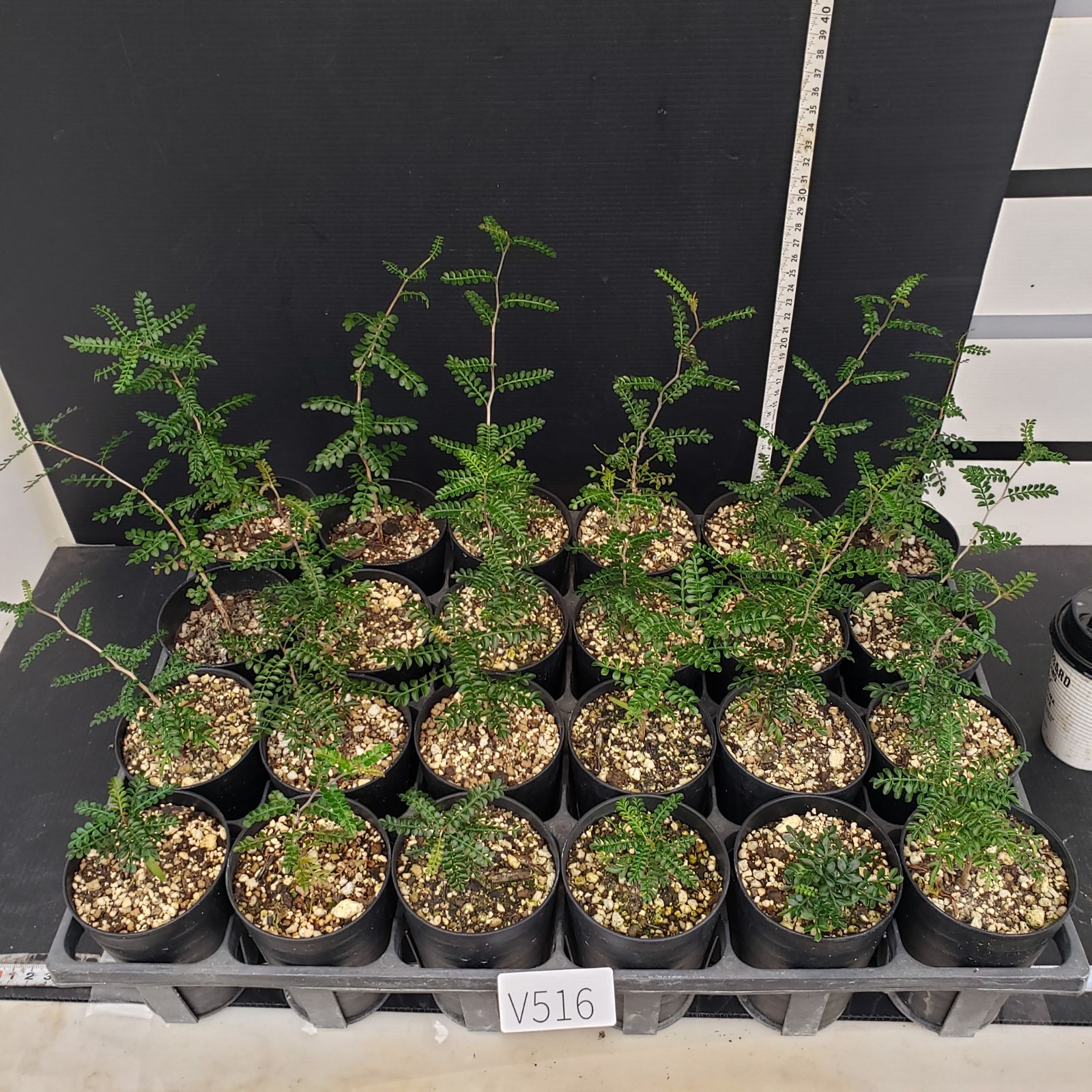 オペルクリカリア・パキプス現地発根株 1 【公式通販】