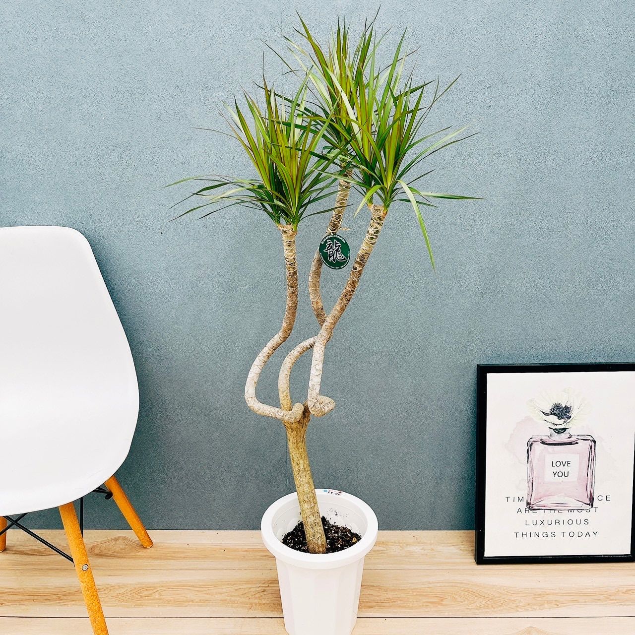 センナ・メリディオナリス【実生 逸品】極太幹 大① 盆栽仕立て 抜き苗