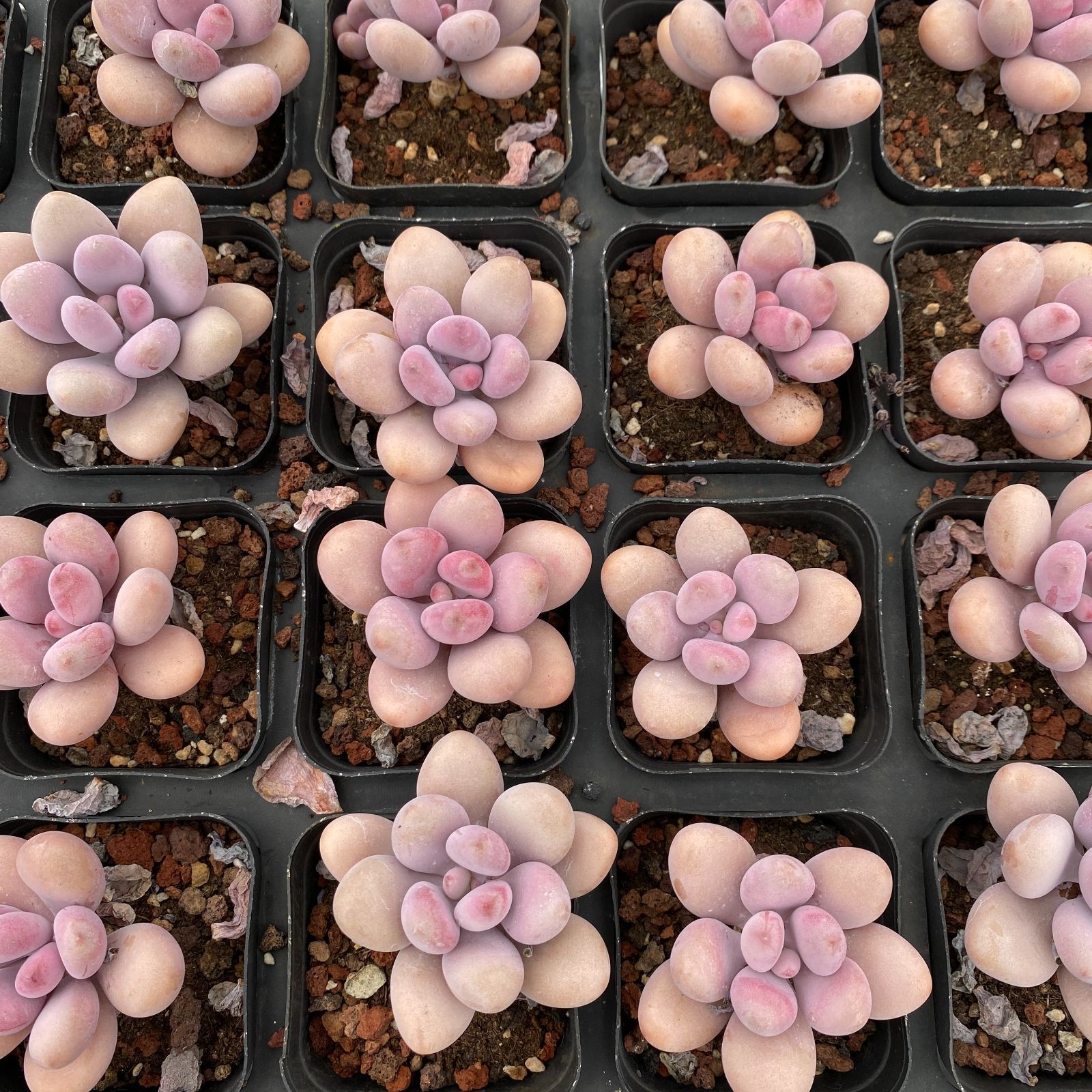 50株の抜き苗セット】桃之卵 多肉植物 佐川急便発送 エケベリア 韓国苗