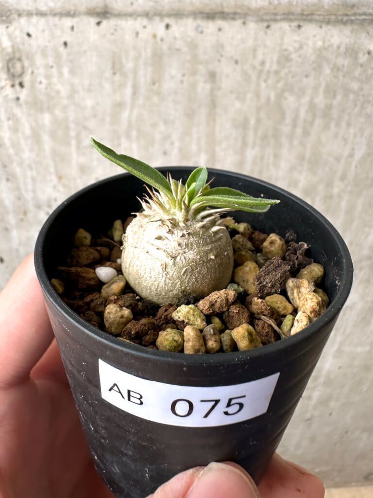 バブアー バーレイ ホワイトレーベル ノンオイルド 36 Barbour White