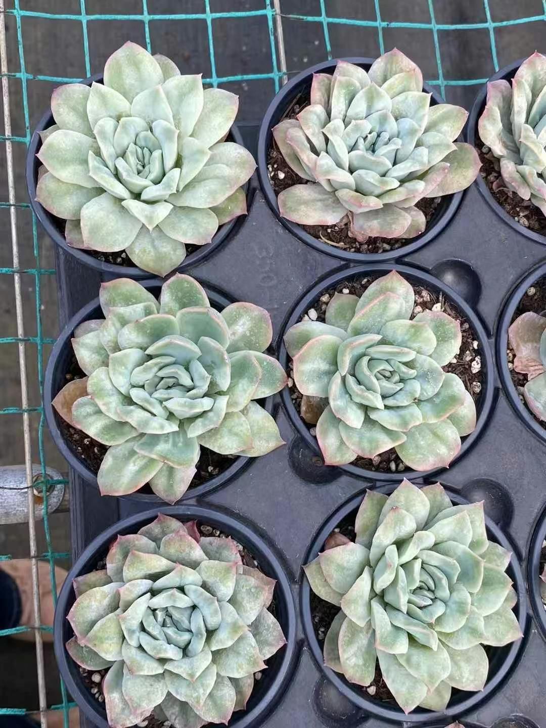 抜き苗 エンジェルローズ DP269×36株 ふっくら 多肉植物 エケベリア サボテン 韓国苗 新入荷