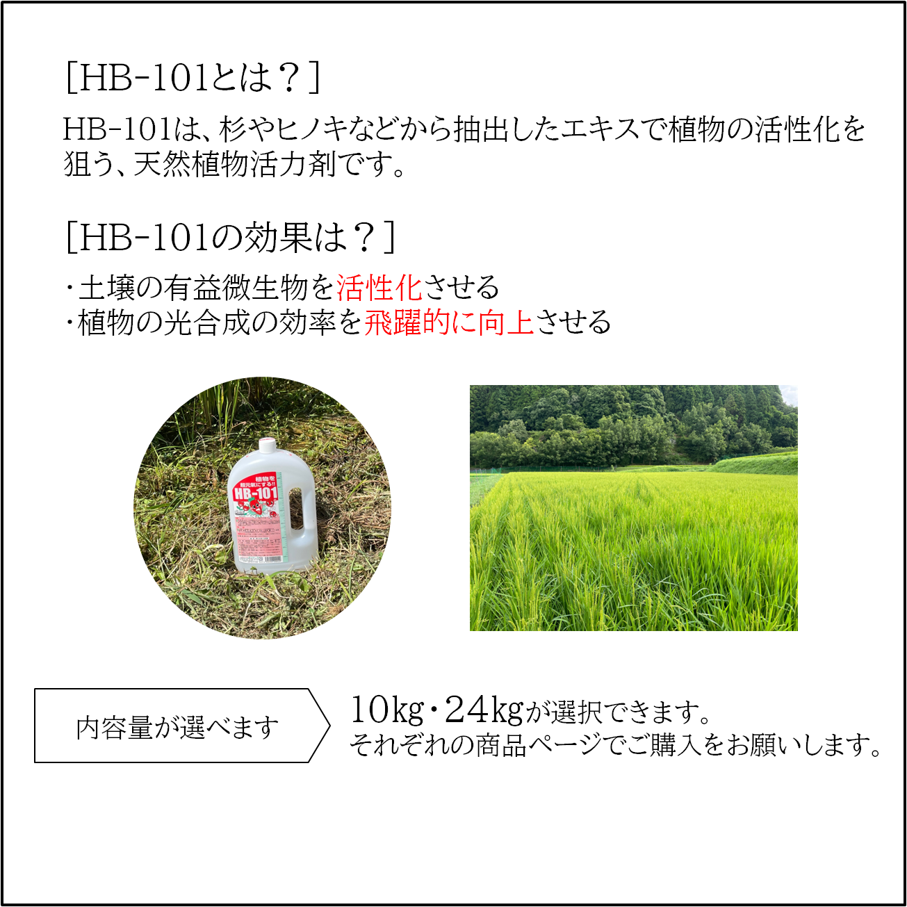 【令和4年産/健康栽培米】大阪のてっぺんキヌヒカリ　玄米10kg　大阪府能勢産