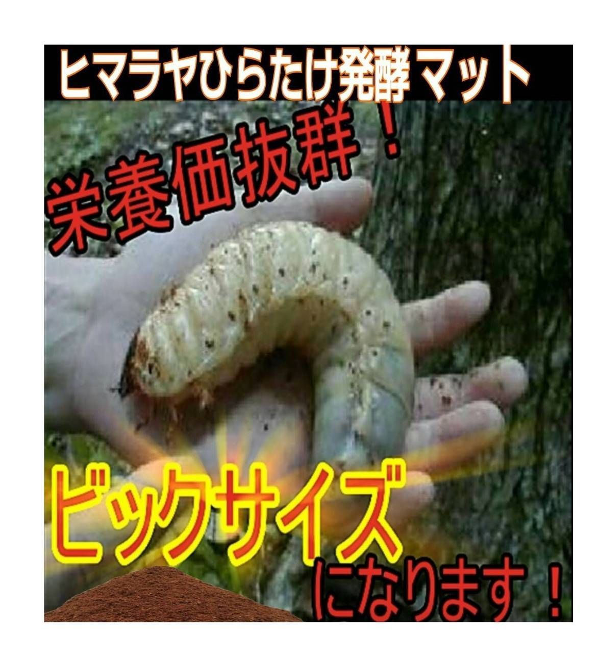 ヒマラヤひらたけ発酵マット【6袋】カブトムシ幼虫が大きくなる！雑虫
