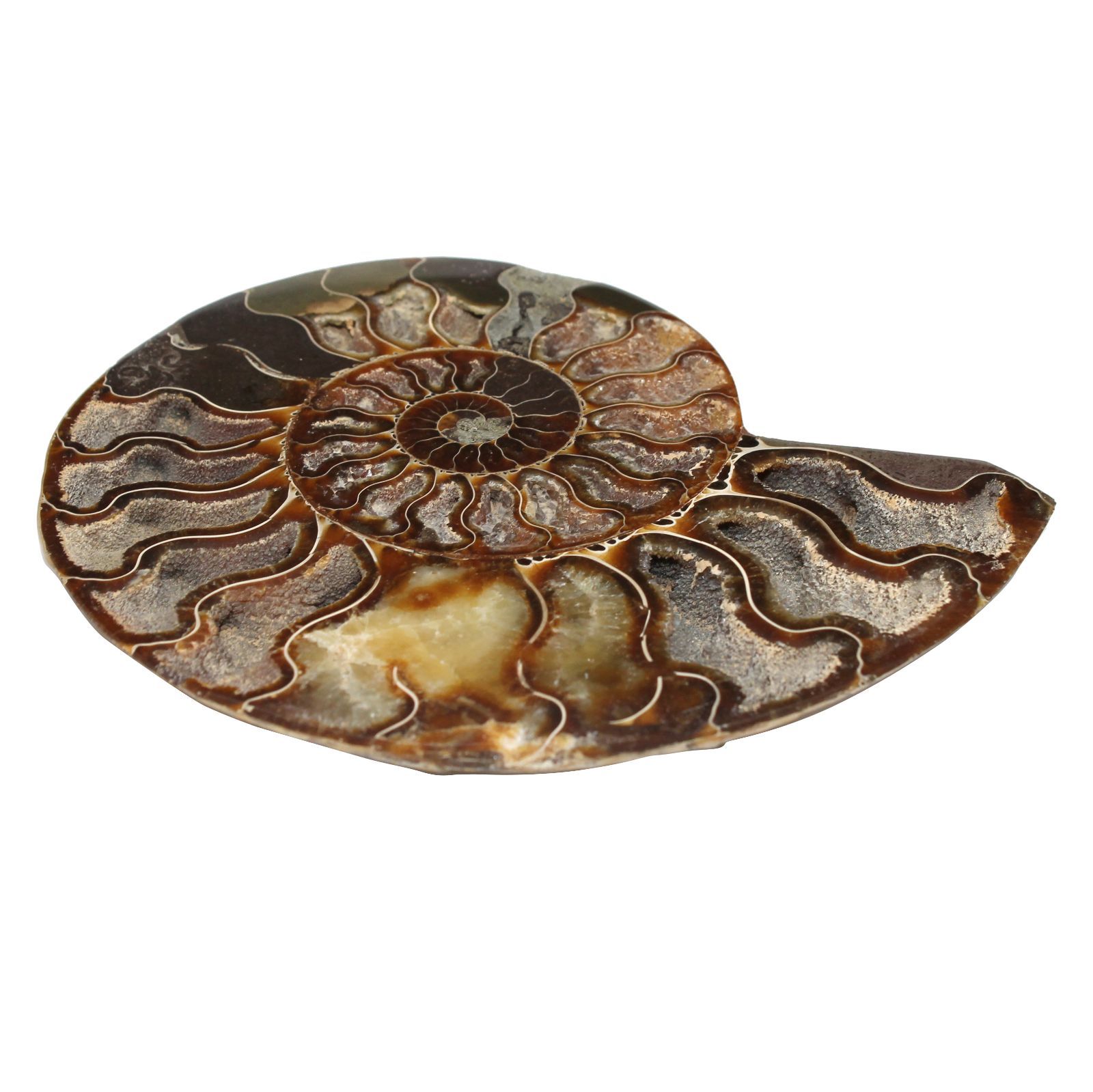 マダガスカル産 スライスアンモナイト 化石 縫合線模様 遊色あり 標本 約375g