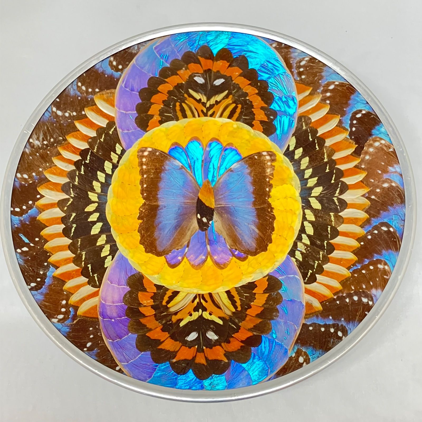 モルフォ蝶 標本 ブラジル 木製ケース入り 壁掛け