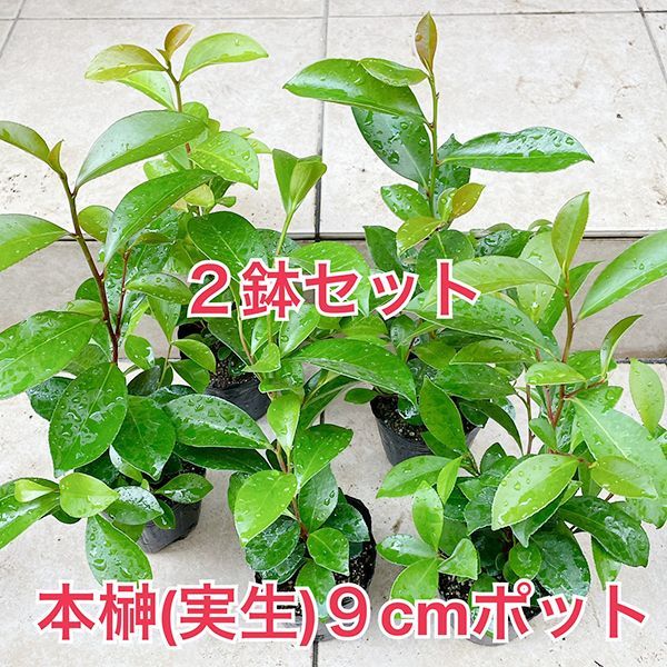 大実ザクロ(柘榴)[四年生苗] - 果樹苗・大苗・苗木販売の隅田