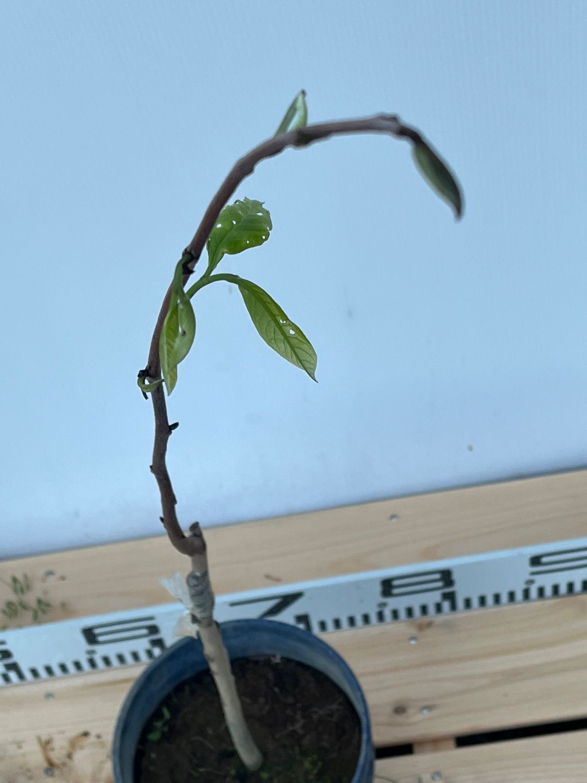 接木苗