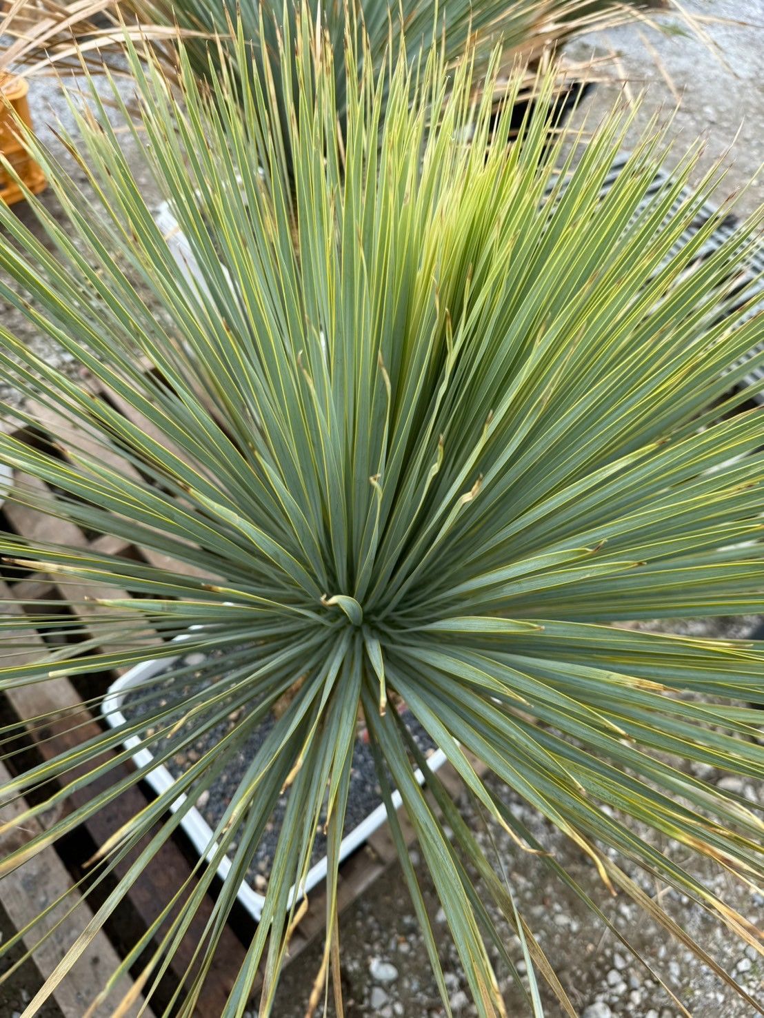 ユッカ　ロストラータ　タイ産 8/28写真更新】タイ産 ユッカロストラータ 発根済 8/28写真更新】タイ