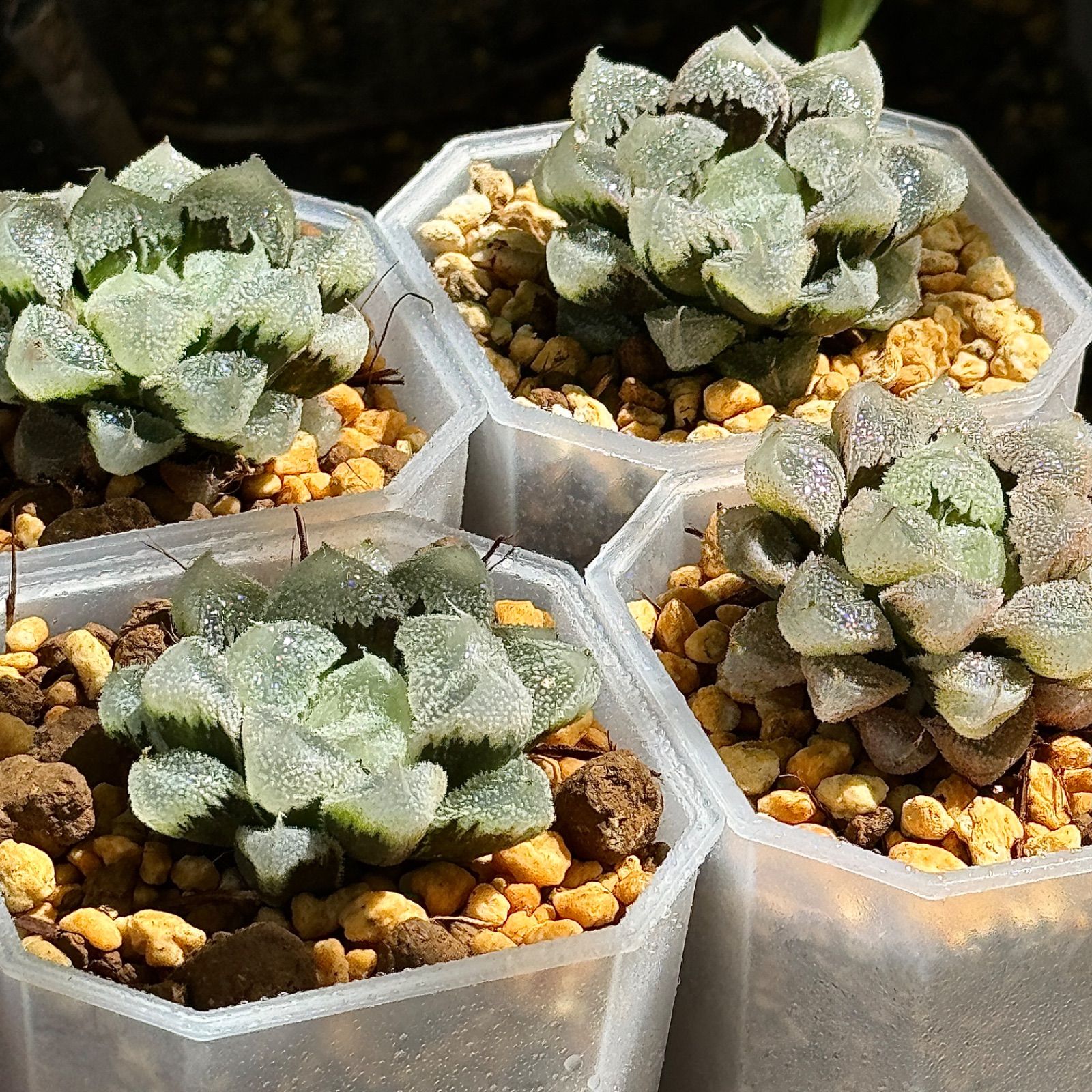 多肉植物 ハオルチア 白帝城錦糊斑