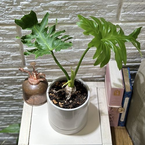 インテリアに観葉植物、初心者でも安心セローム陶器鉢