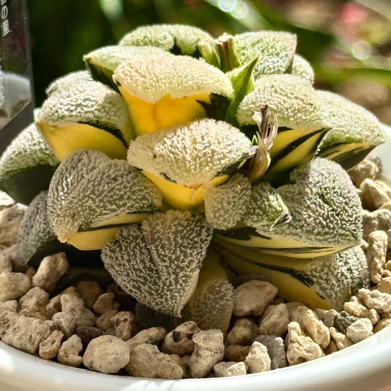 Bonsai 食品・飲料・お酒 バツグン！山採りアセビ株。