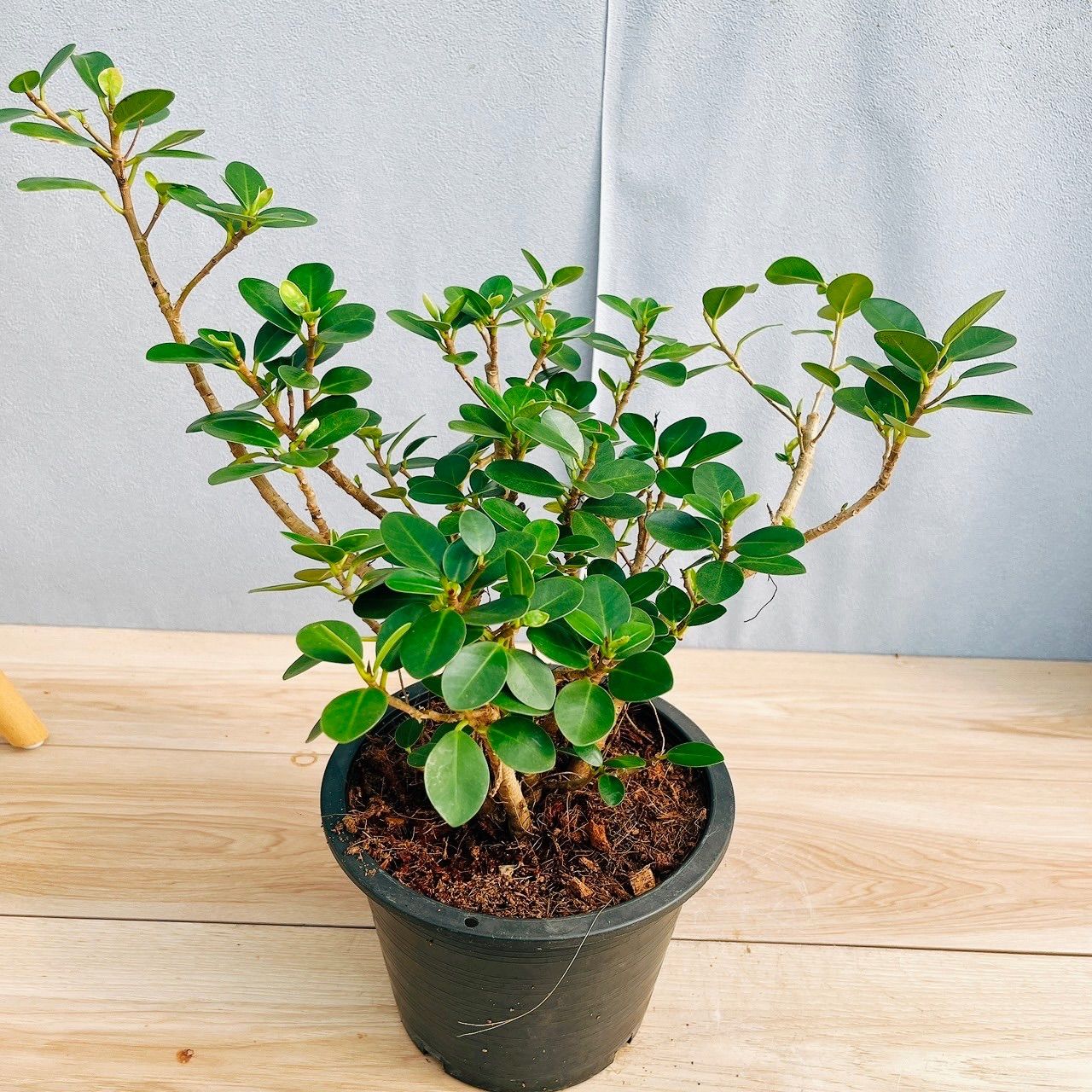 観葉植物 ［現品］【希少】9番 コパンダガジュマル 7号 観葉植物 室内