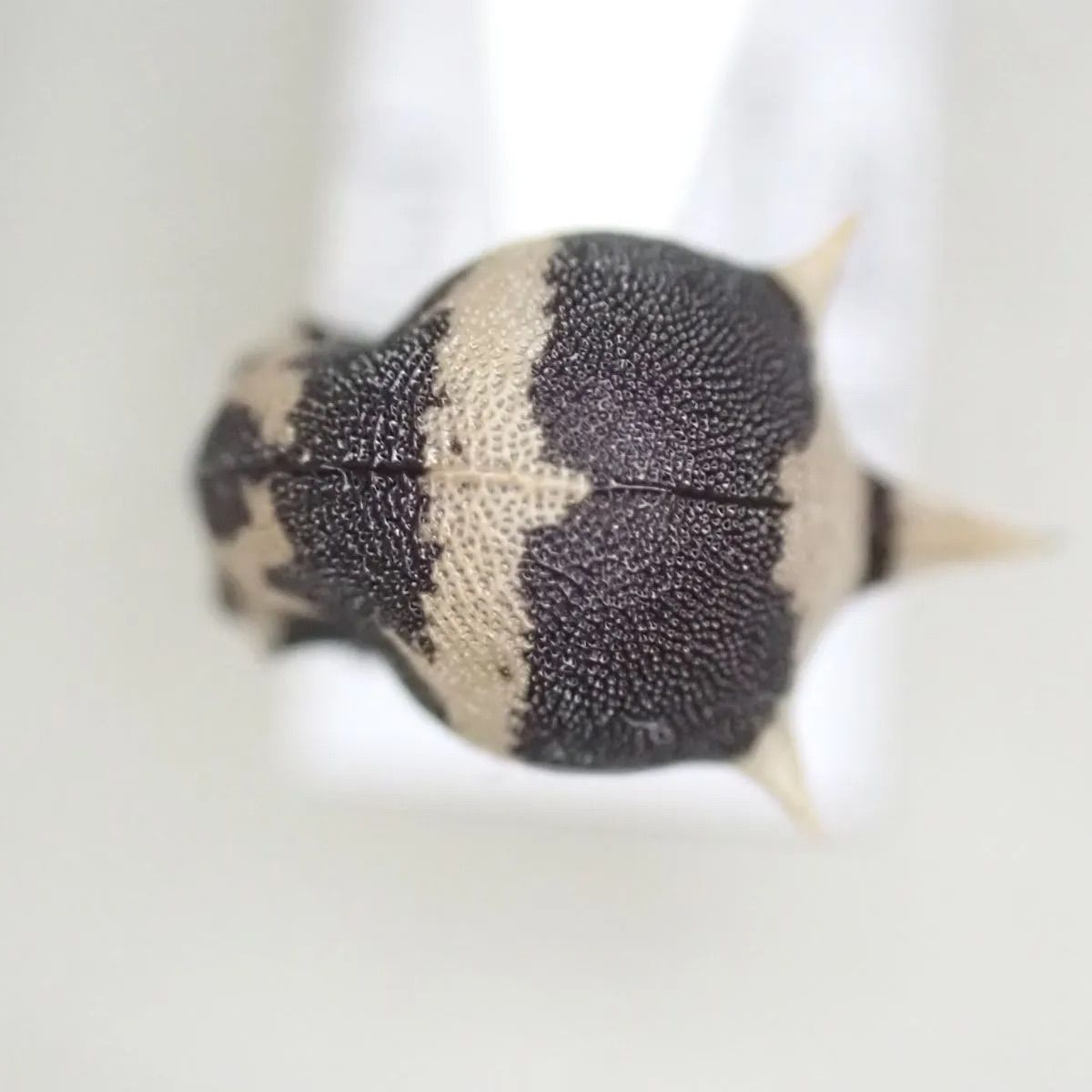 パンダヘルメットツノゼミ Anchistrotus sp. - メルカリ