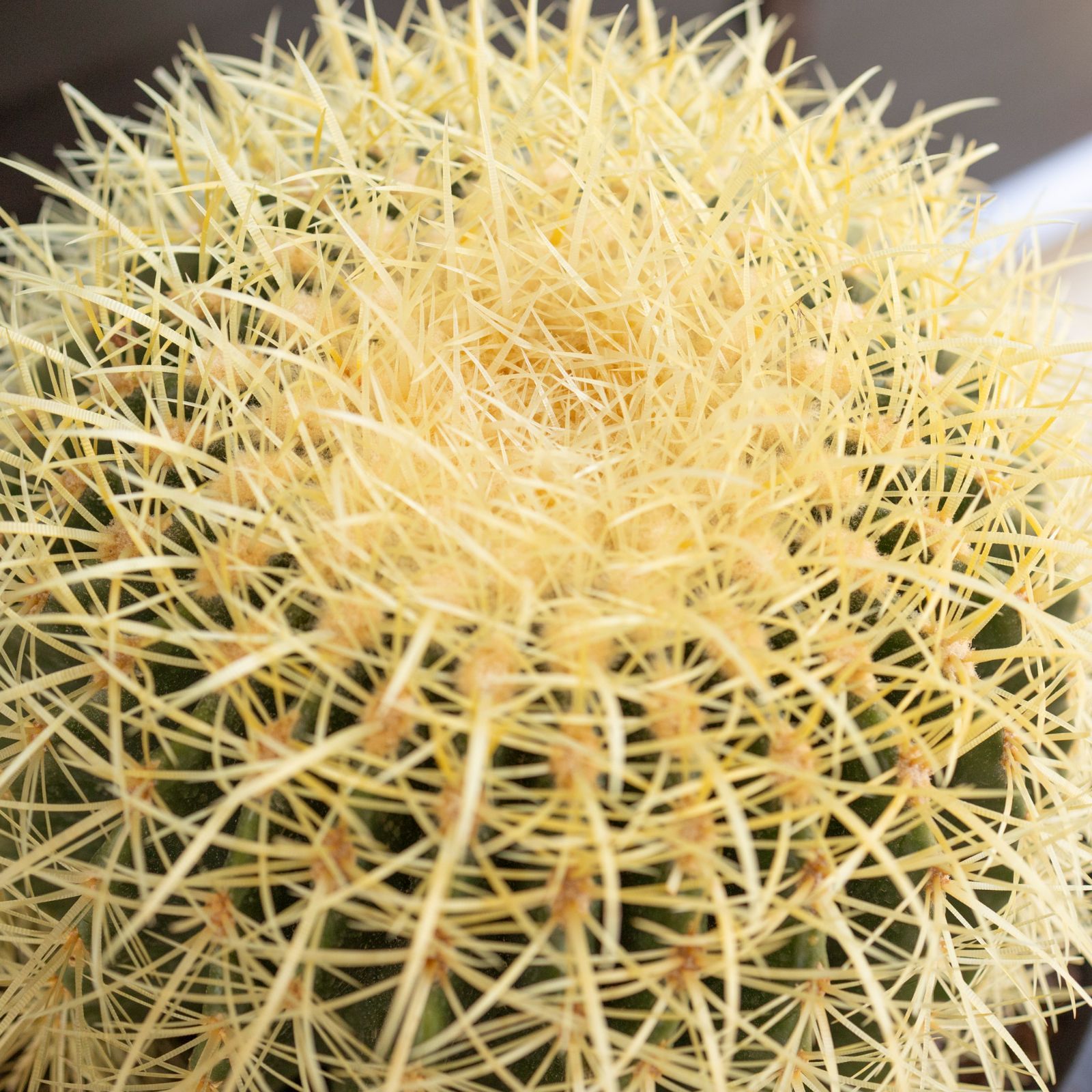 発根済】30cm 金鯱 サボテン 特大 10号 多肉植物 ドライガーデン