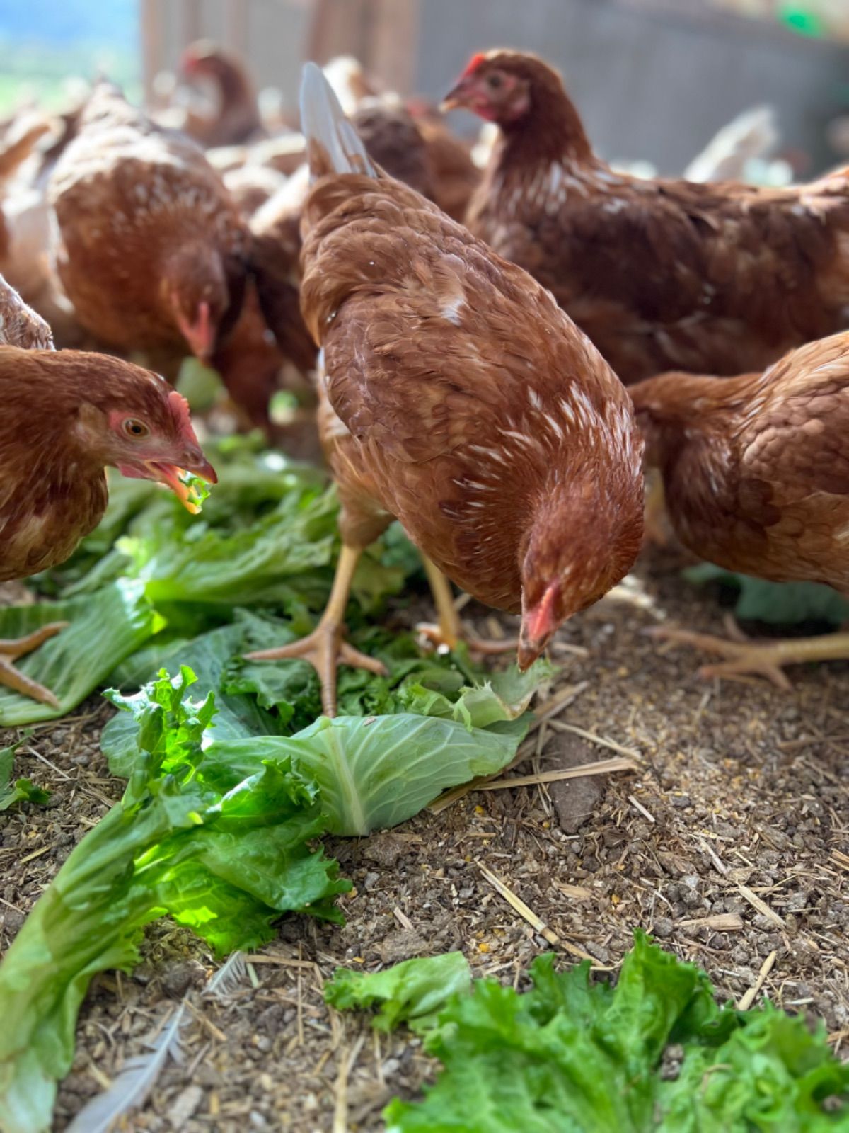 270個入り 佐伯養鶏の朝採れ平飼い卵 個入り卵の値段