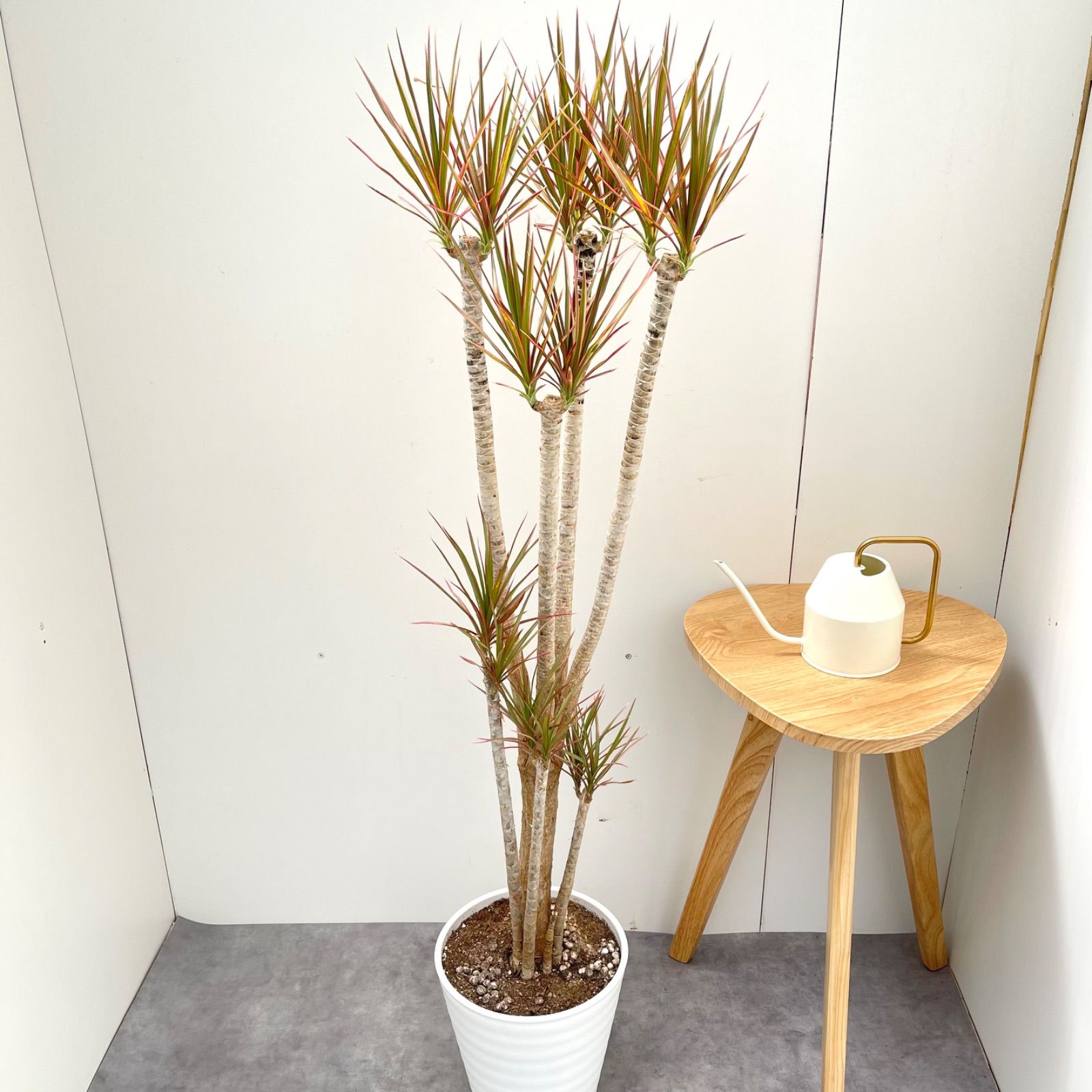 ドラセナ コンシンネ レインボー【現品】観葉植物 室内 大型
