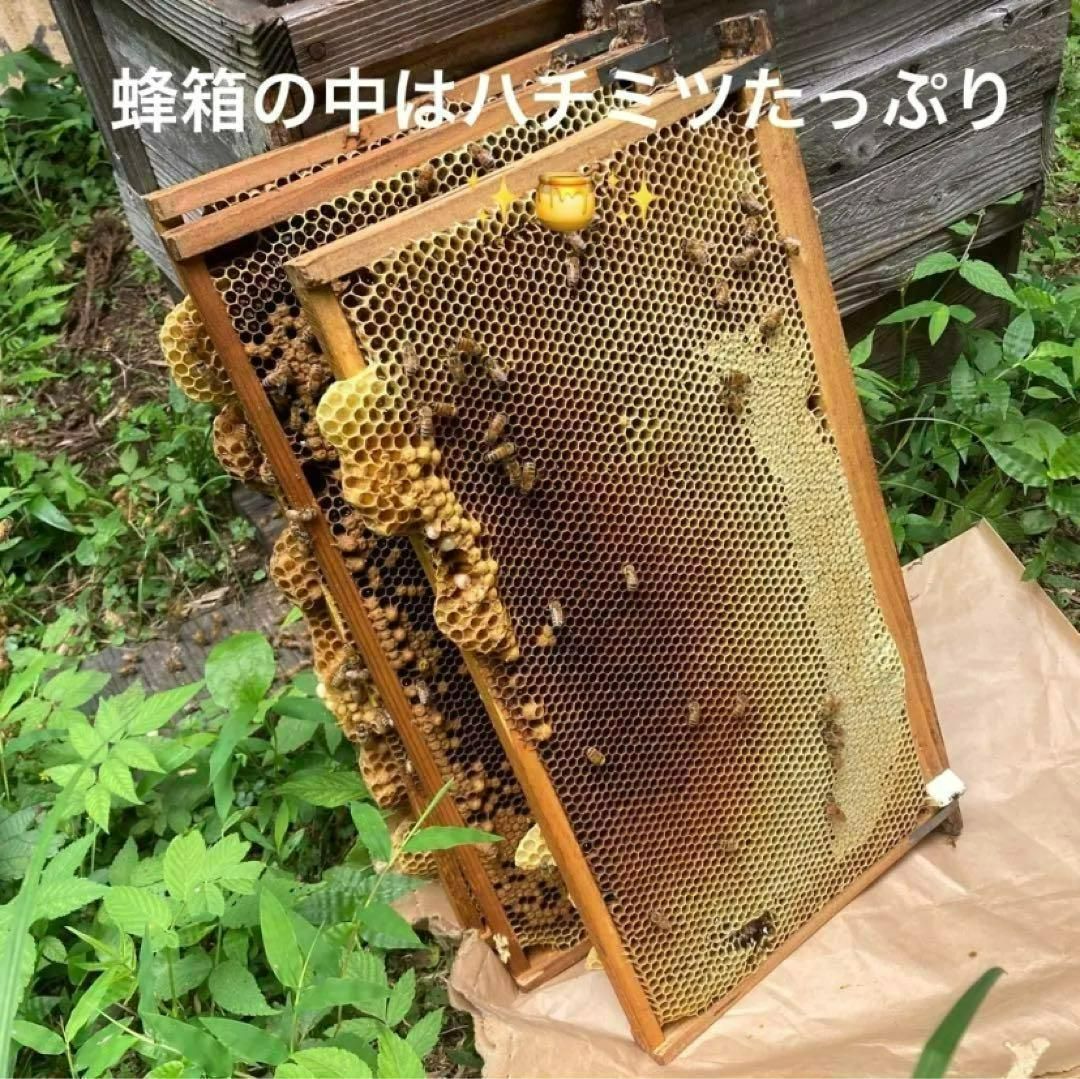 鹿児島 薩摩】60年の歴史と伝統が育む 国産 蜂蜜 天然 ハチミツ 500ml
