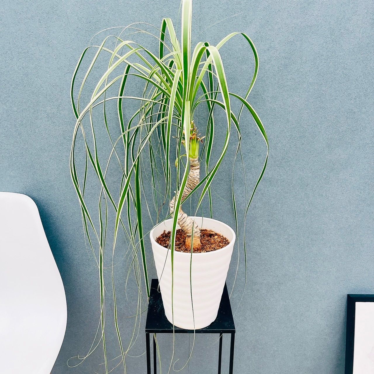 現品］【珍しい】F ブコニア レクルバータ バリエガータ 7号 観葉植物