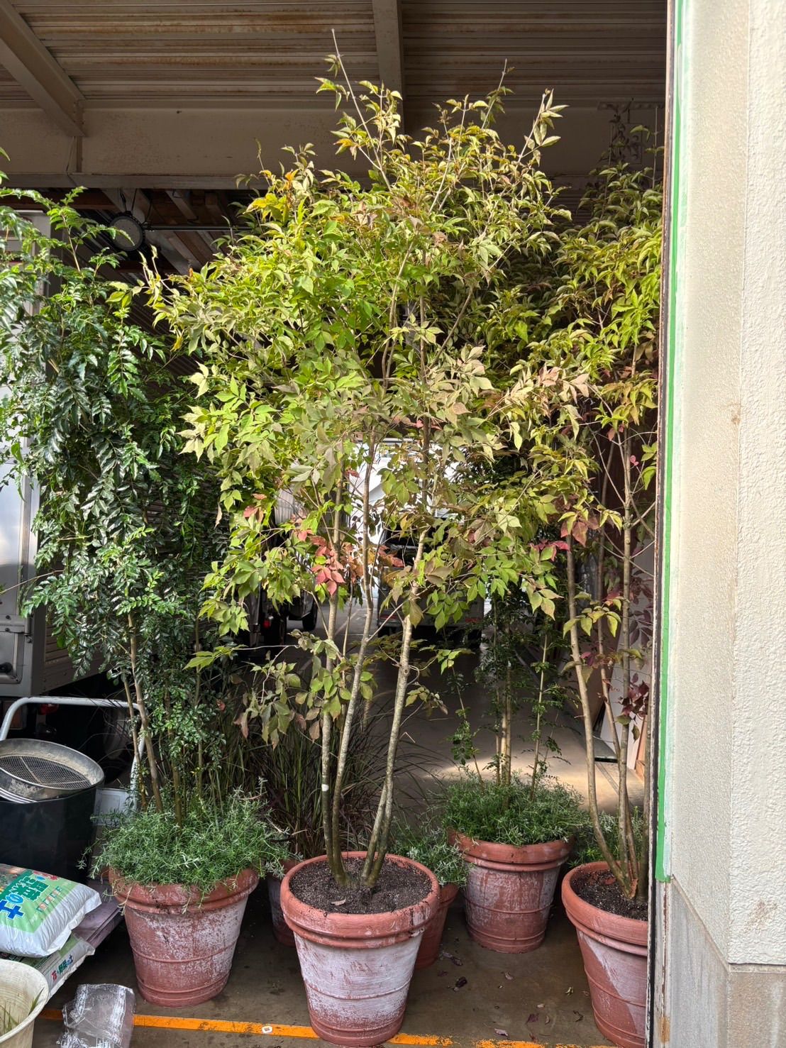 アオダモ 株立 鉢植え 庭木 ガーデニング 植木 外木