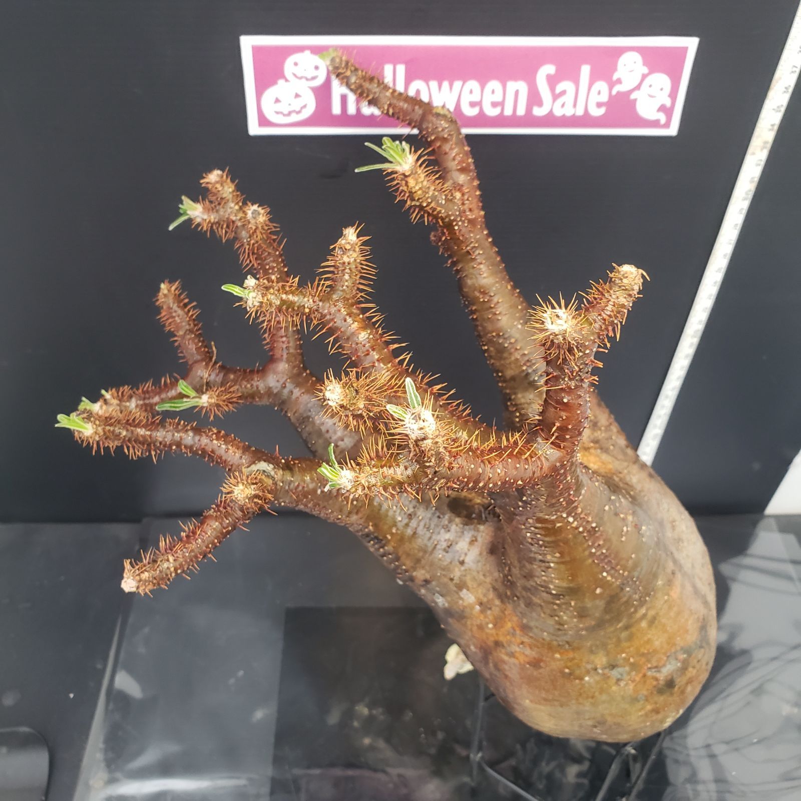 ロ259 「現地株」パキポディウム グラキリス ML 抜き苗【12/2最新到着