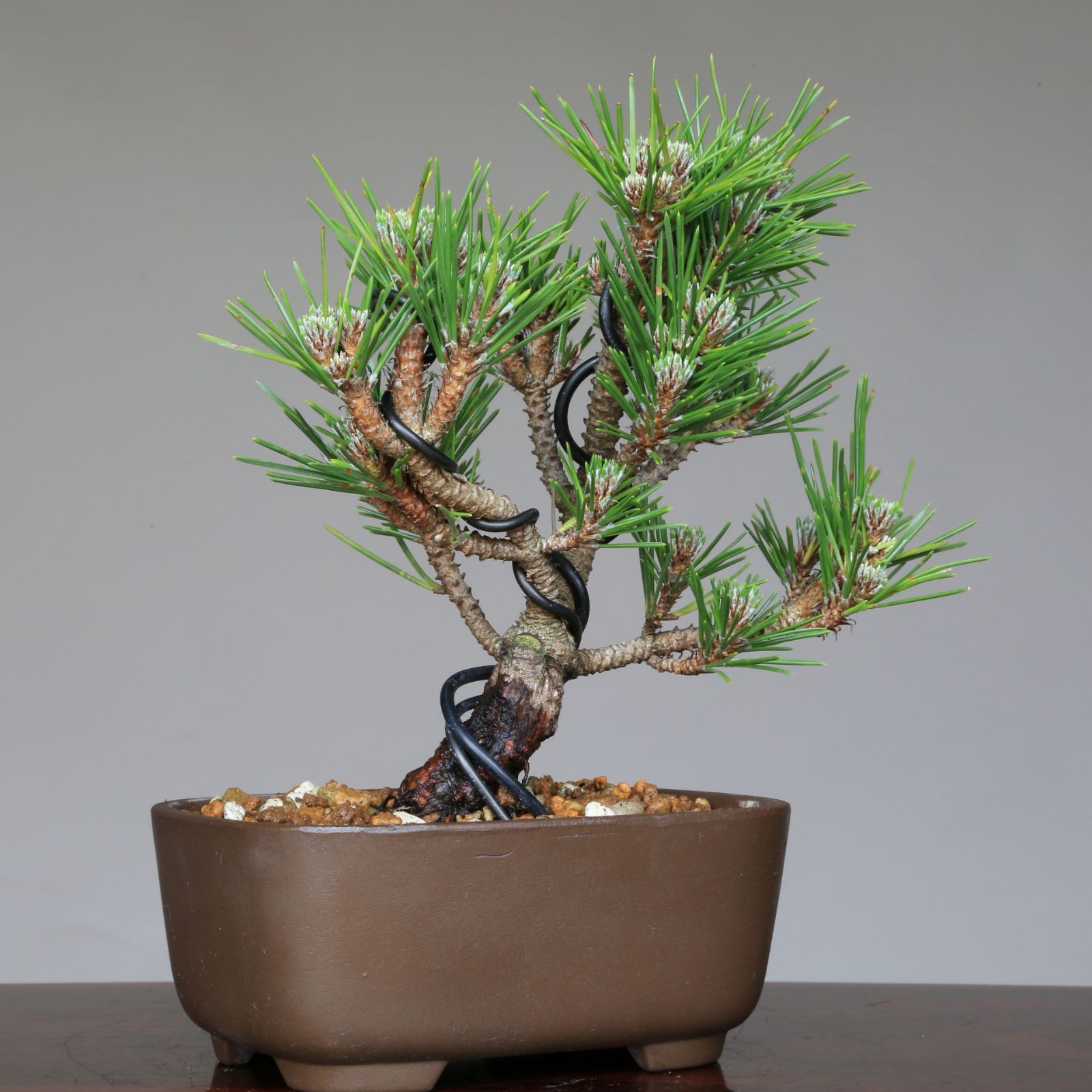 盆栽素材 黒松S