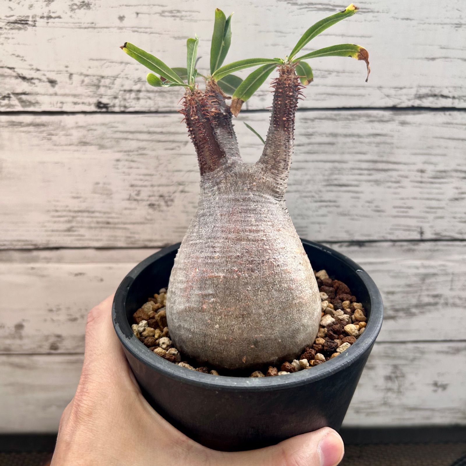 パキポディウム グラキリス (発根済み) 現地球 コーデックス 塊根植物 