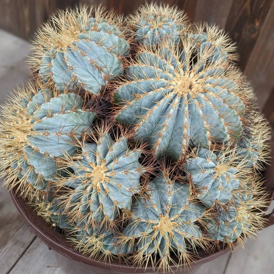 サボテン 王冠竜 12号鉢 A 【公式通販】