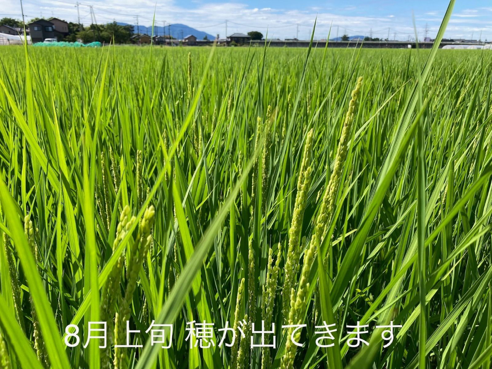 特別栽培高級米 新之助 20㌔玄米 只今胡瓜サービス中 田植え後