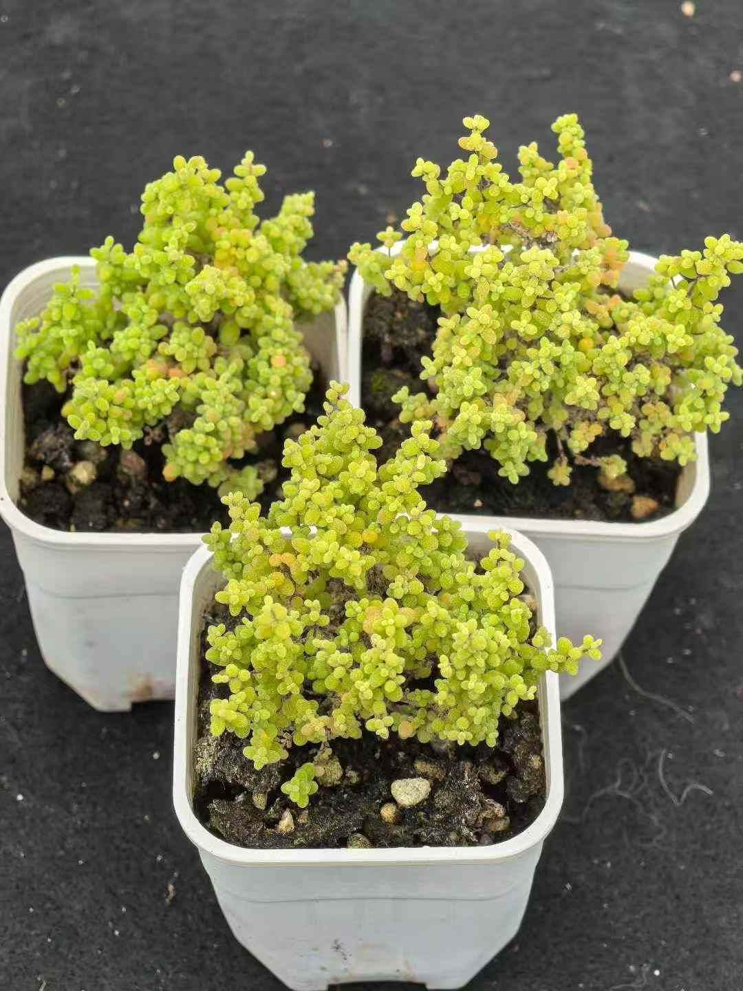 エケベリア 韓国苗