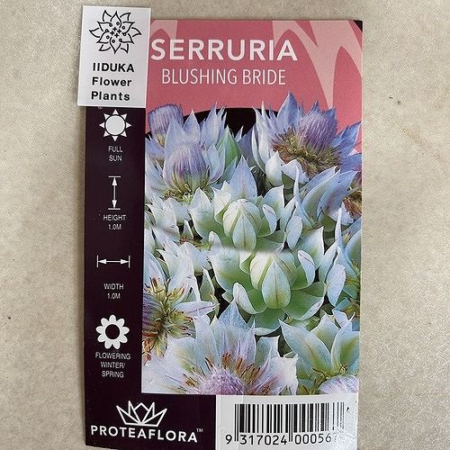 オージープランツ セルリア(ジョーイセルリア) ブラッシングブライト 5