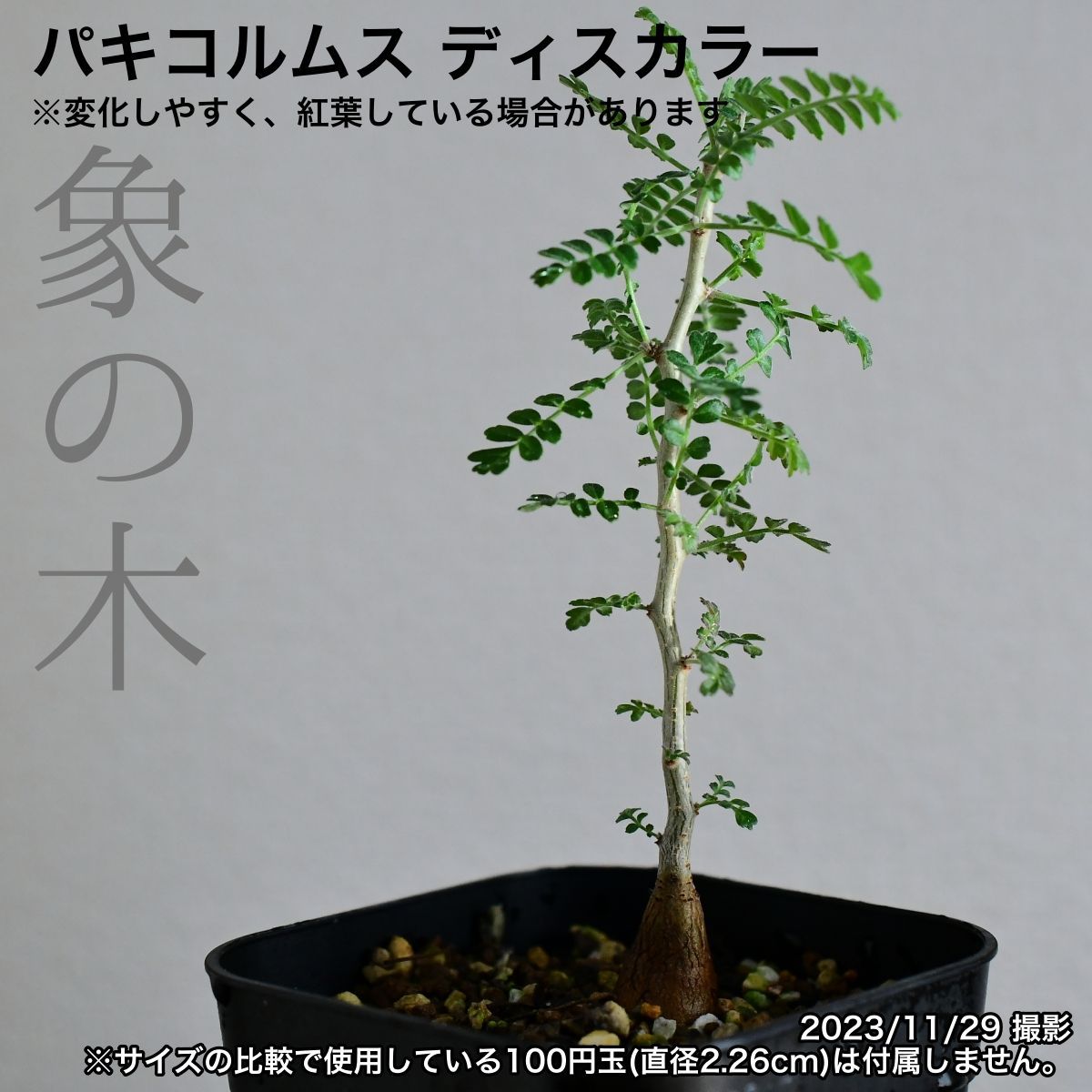 パキコルムスディスカラー 大株 塊根 コーデックス 象の木 - 植物/観葉植物