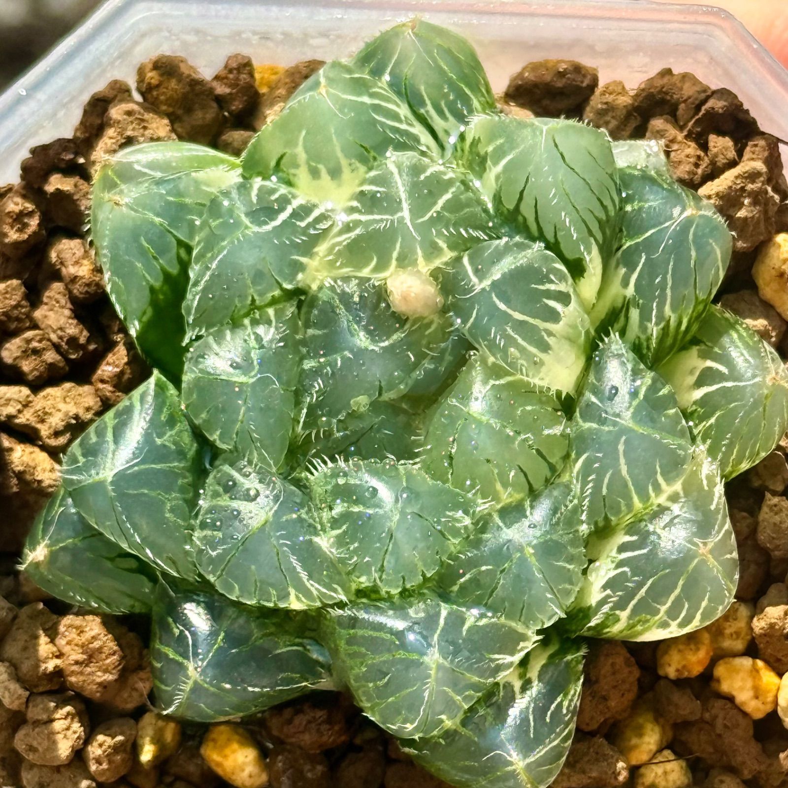 専用　フローレンス錦　抜き苗 多肉植物 フローレンス錦 抜き苗 - メルカリ